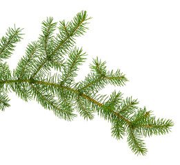 pine branch / pine-tree twig. spruce . fir-tree. decoration for new year and christmas, xmas festive