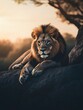 © Rady - Majestic Lion Portrait: Vibrant Wildlife Photography of the Predatory Big Cat at Sunset in its Natural African Savannah Habitat