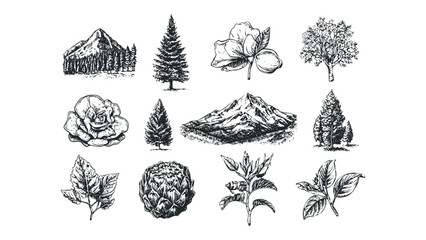 Collection of hand drawn botanical and landscape elements. Vector hand drawn illustration
