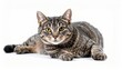 © Kick - A tabby cat lies down on a white surface, looking directly at the viewer with bright eyes. Its fur has distinctive stripes