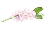 Detailed pink hyacinth flower blossom with green leaves floral design element springtime bloom isolated on transparent background