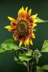 Wall Mural - Radiant Sunflower with Dewdrops Against a Green Background