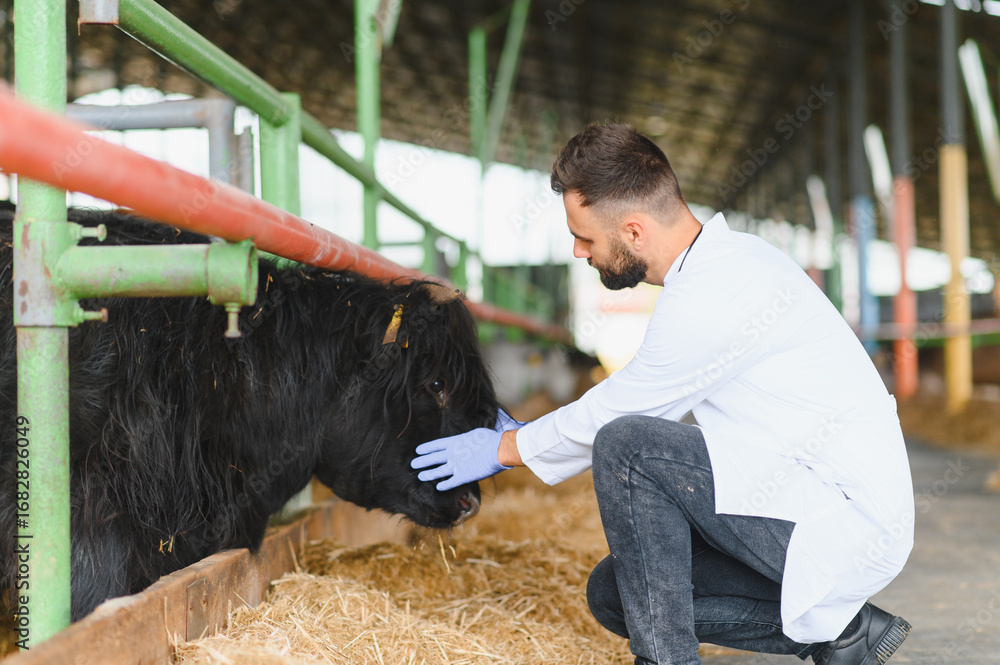Veterinarian examining cow in modern farm, ensuring animal health and ...
