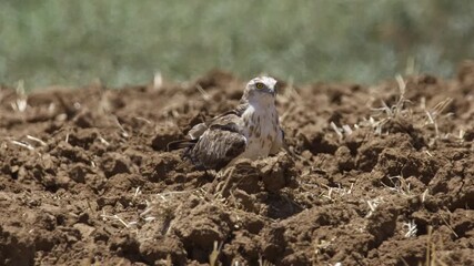 Wall Mural - A Short-toed Snake Eagle (Circaetus gallicus) hunts over plowed fields, searching for snakes and mole-rats unearthed by the plow.