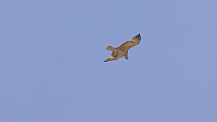 Wall Mural - Short-toed snake eagle (Circaetus gallicus) soaring in the sky while searching for prey