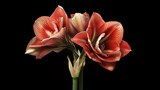 Lovely red amaryllis flowers shining in natural greenery picture