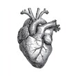 © Halina - Anatomical engraving sketch of human heart detailed vintage medical illustration in monochrome style