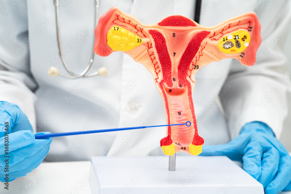Doctor holding human uterus model for vaginal and cervix pap smear ...