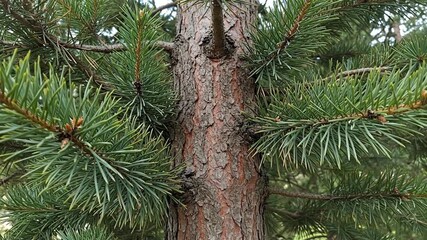 Closeup of pine tree trunk with green needles showcasing bark texture  branch structure