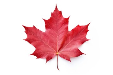 red maple leaf plant tree white background.