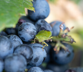 Wall Mural - A green bug is on a bunch of blue grapes