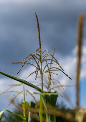 Wall Mural - A stalk of corn with a green leaf on top