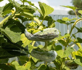Wall Mural - Two plants with plastic bags on them