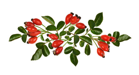 Wall Mural - red berries of wild rose and green leaves in a floral arrangement isolated on white or transparent b
