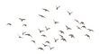 © Sergiu - Isolated Group of Seagulls in Flight