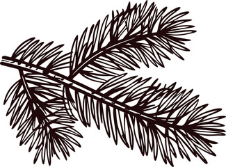 Detailed hand drawn fir tree branch with needles isolated on white background for botanical illustration