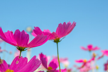 Wall Mural - Beautiful pink cosmos flowers blooming in garden,spring season.