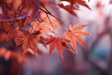maple tree leaves turning orange and red in autumn, soft bokeh background, seasonal transition