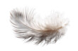 © PNG - Close-up of a single ostrich feather (1)