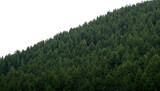 Lush green coniferous forest covering a steep hillside contrasting with black background isolated