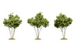 © ANDRIBENKY - Group of multi-stemmed green trees with fresh foliage, ideal for 3D landscaping and environment design elements