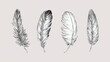 © Md Alamgir Artworks - Four detailed feather illustrations arranged elegantly on a light background showcasing textures and patterns