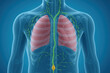 © RyujinxRyuken - Human Body Illustration: Lungs and Lymphatic System in Detail [Illustration]