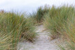 © Kateryna Muzhevska - Pathway through tall grass leading to sandy beach, showcasing natural beauty and serene environment with soft clouds above