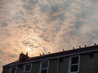 Wall Mural - The sky is cloudy and the sun is setting. There are many birds on the roof of the building sitting in a line. Seagull team on look out position.