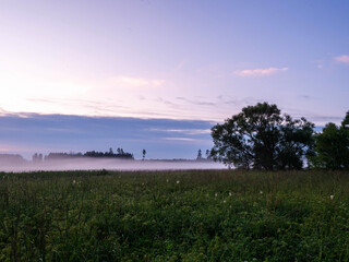 Wall Mural - A foggy field with a tree in the foreground. The sky is a mix of blue and purple. Calm sunset time. Relaxed and peaceful mood.