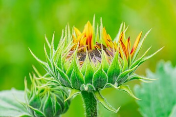 Close-up of a blooming sunflower against blurred grassy background in outdoor setting, with vibrant colors transitioning from deep reds and purples to softer yellows and greens, soft diffused lightin