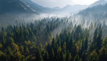  Misty mountain valley, dense forest canopy