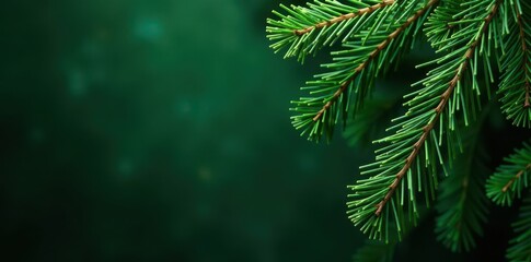 Deep green Christmas tree branches, lush texture, festive background , greenery, detail, holiday background