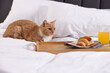 © New Africa - Pet hotel. Cute ginger cat, croissant and orange juice on bed indoors