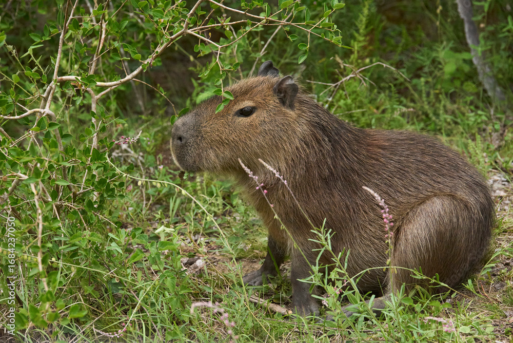 Young capybara, Hydrochoerus hydrochaeris, surrounded by vegetation in ...