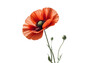 © Tahubulat - A striking red poppy flower on a transparent background, serving as a tribute for Veterans Day and Remembrance Day