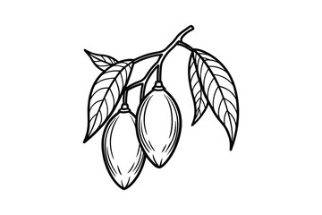 Hand drawn sketch of two elongated fruits hanging from a branch with leaves silhouette isolated on white background