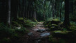 © Shahazadi - A forest path winding through dense trees with moss covered rocks on either side