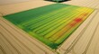 © arozzmer - Aerial view of a cultivated field with varying crop health, showing green to yellow areas.