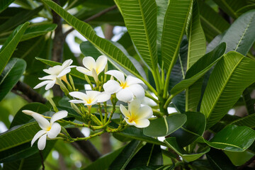 Wall Mural - White Frangipani flower Plumeria alba with green leaves
