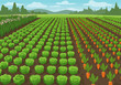 © Ranako Studio - A vibrant vegetable field is cultivated with cabbages and carrots in rows under a blue sky