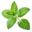 © Baby - Vibrant green mint sprig freshness and natural aroma isolated for culinary use transparent background