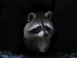 © Jaime - Raccoon close up dark portrait