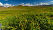 © Travel 'n' Lifestyle - View of a vibrant green meadow speckled with yellow flowers under a vast blue sky dotted with fluffy white clouds, Deosai National Park, Skardu, Gilgit Baltistan, Pakistan.