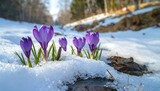 Purple crocuses emerging from snow