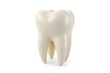 © Ficky - Healthy molar tooth, studio shot, white background, dental care