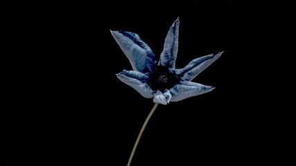 Wall Mural - Beautiful blue clematis flowers opening on black background.