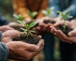 © pisan thailand - Hands holding young plants symbolize growth and collaboration in environmental conservation efforts.
