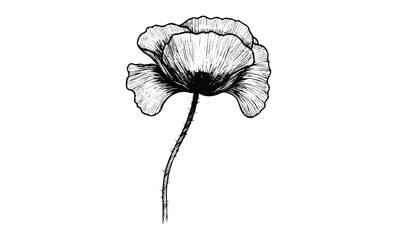 Wall Mural - intricate black and white line art of a single blooming poppy flower. vector retro hand drawn illust