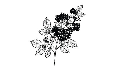Wall Mural - detailed black and white illustration of elderberry plant with leaves and berries. vector retro hand